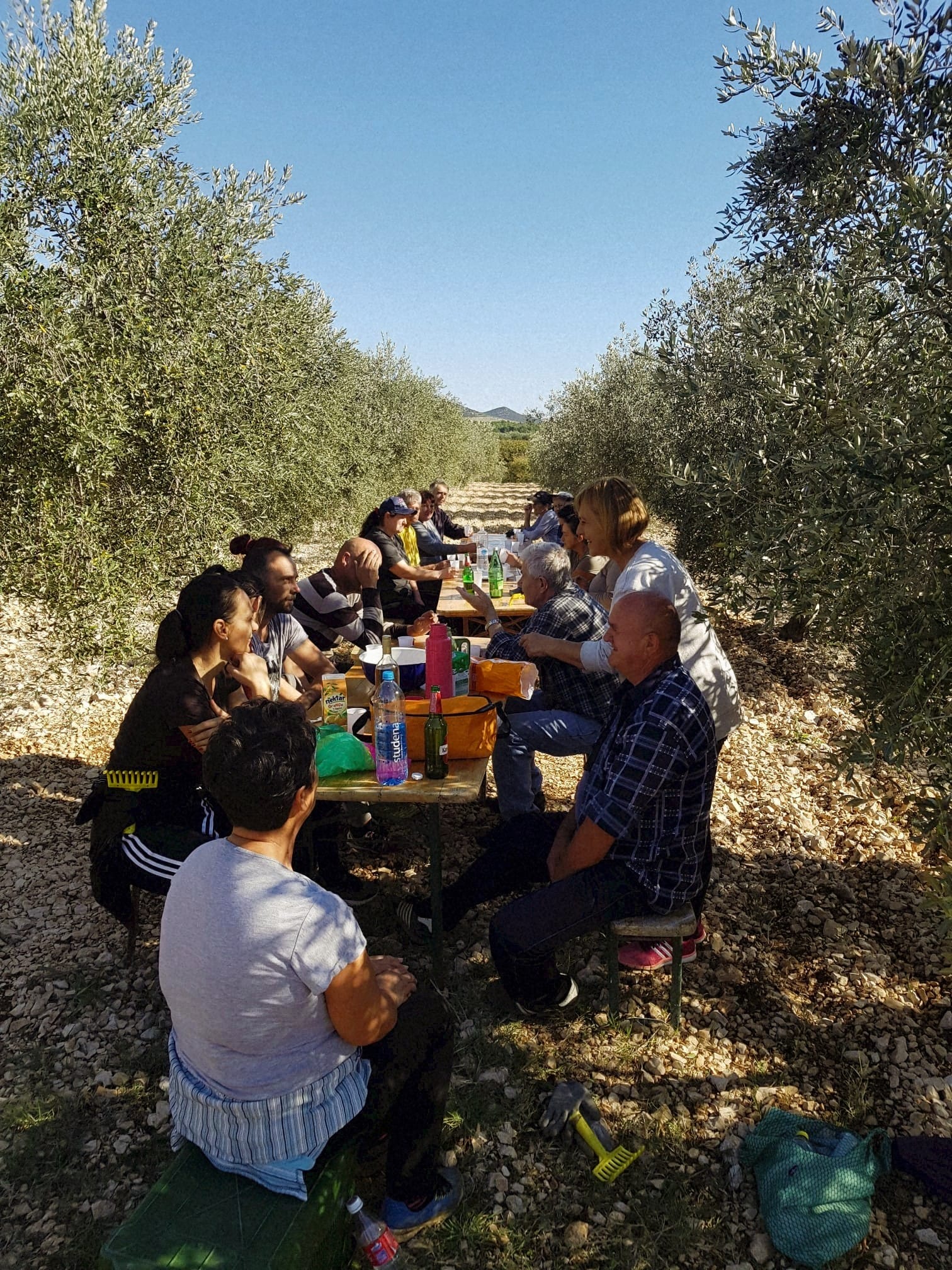 Olea Tinia OPG Zagorac Milenko