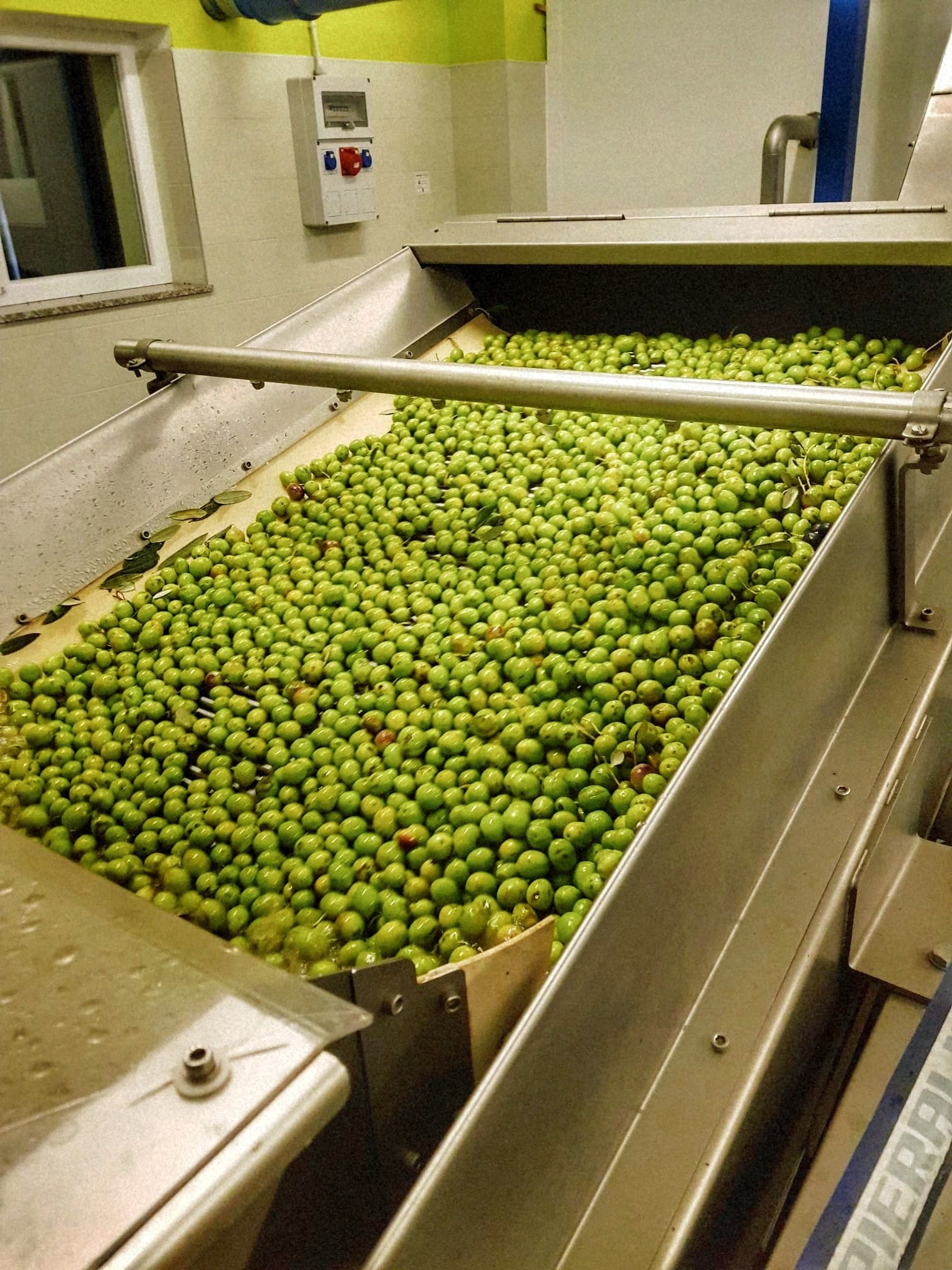 Olea Tinia OPG Zagorac Milenko