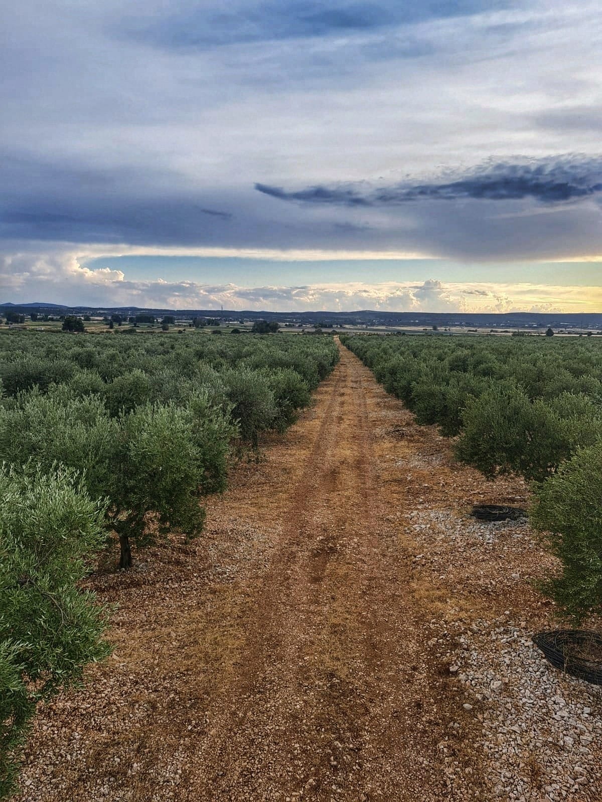 Olea Tinia OPG Zagorac Milenko