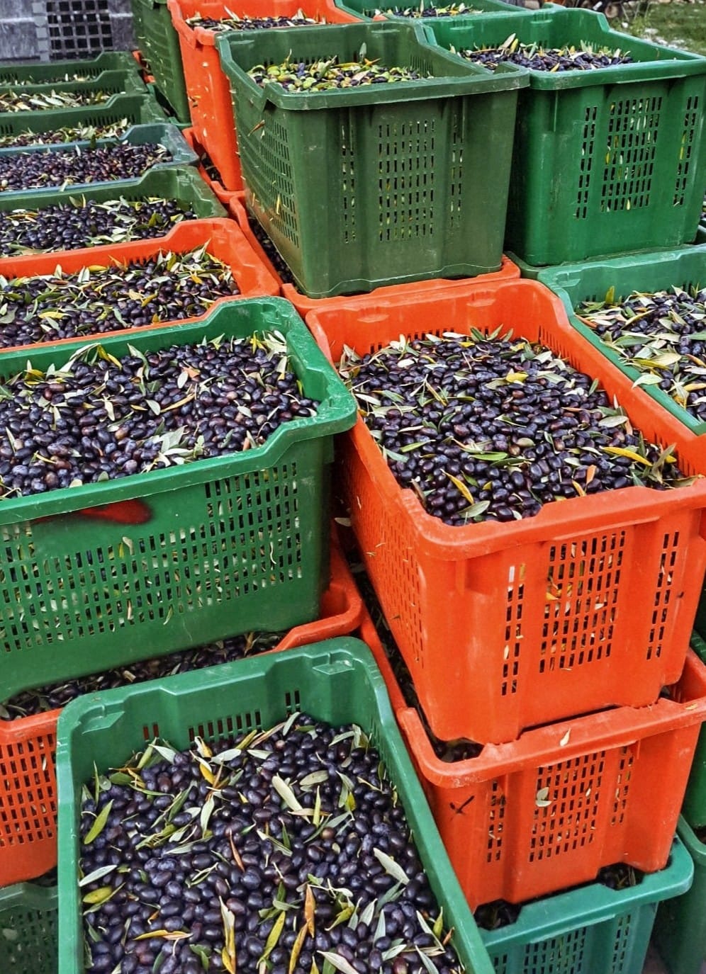 Olea Tinia OPG Zagorac Milenko