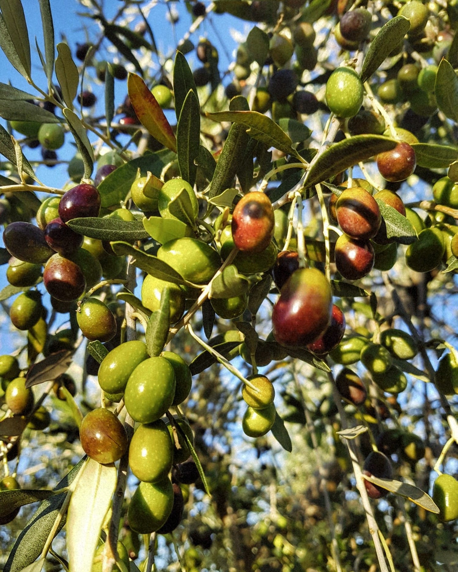 Olea Tinia OPG Zagorac Milenko
